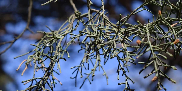 Hintergrund Von Kiefernzweigen Mit Tannenzapfen — Stockfoto