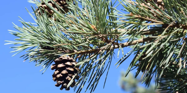 Background Pine Branches Pine Cones — Stock fotografie