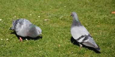 Güneşli bir günde şehir güvercini.