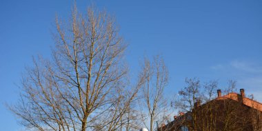 Cold winter bare tree branches.