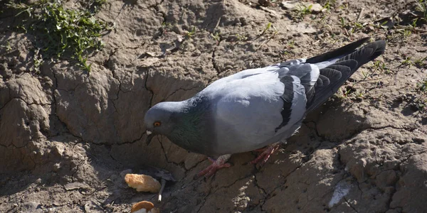 Pigeon Urbain Par Une Journée Ensoleillée — Photo