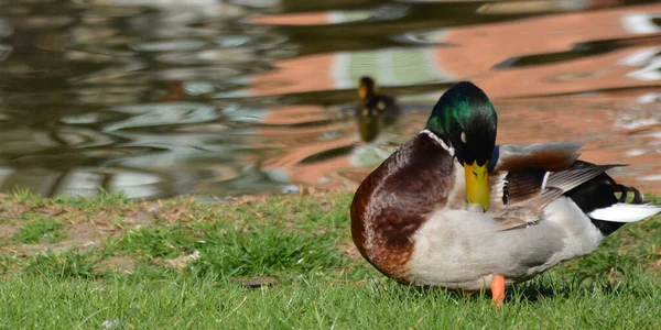 Patos Salvajes Junto Estanque —  Fotos de Stock