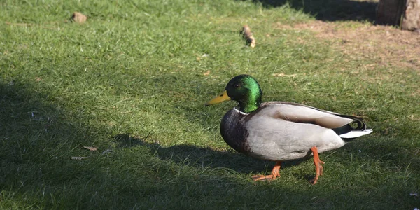 Vilda Ankor Bredvid Damm — Stockfoto