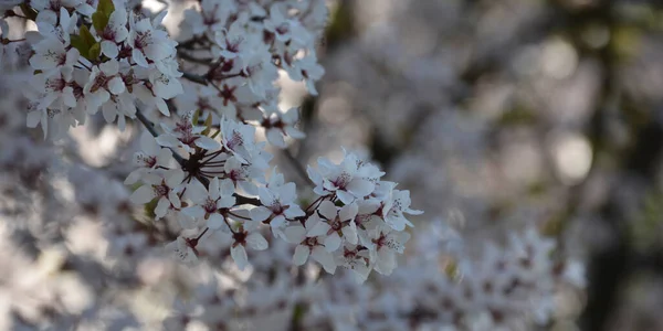 Background White Flowers Tree — Stockfoto