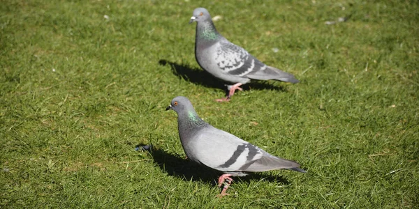 Urban Pigeon Sunny Day — Zdjęcie stockowe