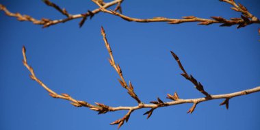 Background of branches with buds and fruits.