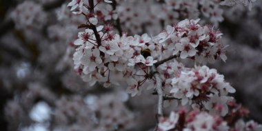 Ağacın beyaz çiçeklerinin arkaplanı.