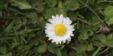 Ortasında beyaz papatya olan bahçe arkaplanı.