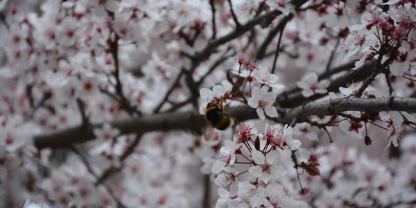 Background White Flowers Tree — Photo