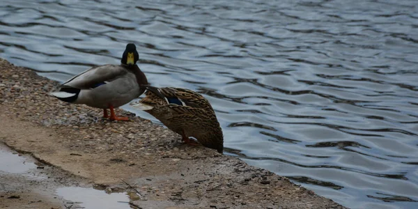Wild Ducks Next Pond — Stock Fotó