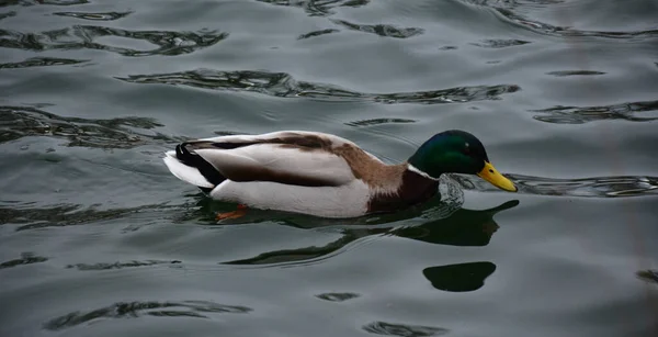 Patos Selvagens Lado Lago — Fotografia de Stock