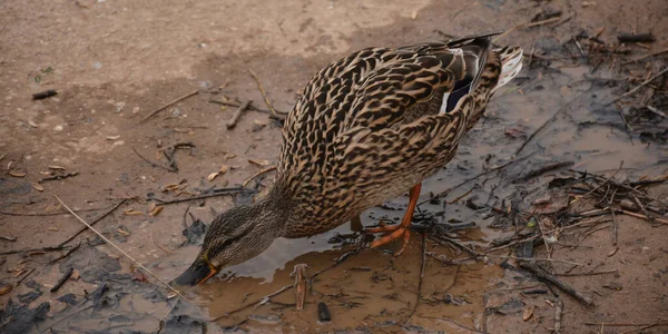 Wildenten Neben Einem Teich — Stockfoto