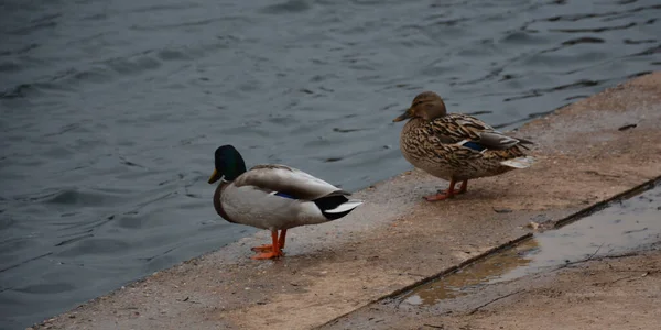 Wild Ducks Next Pond — Fotografia de Stock