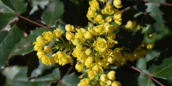 Hintergrund Der Gelben Blüten Eines Busches — Stockfoto