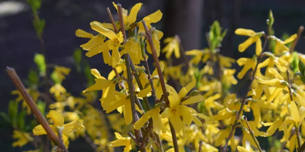 Hintergrund Der Gelben Blüten Eines Busches — Stockfoto