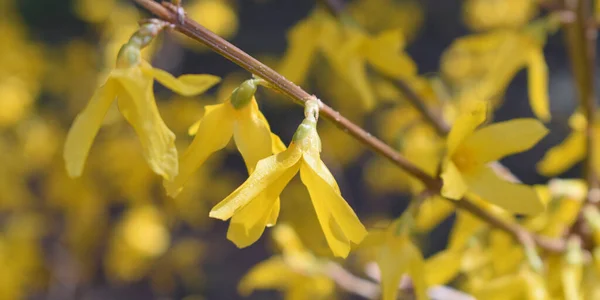 Hintergrund Der Gelben Blüten Eines Busches — Stockfoto