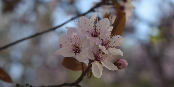 Background Pink Flowers Tree — Stock Photo, Image