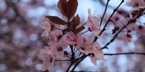 Background Pink Flowers Tree — Stock Photo, Image