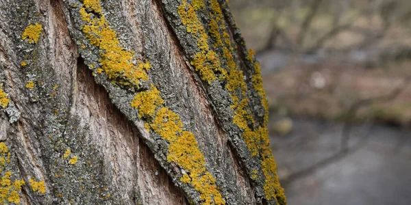 树皮背生苔藓 — 图库照片