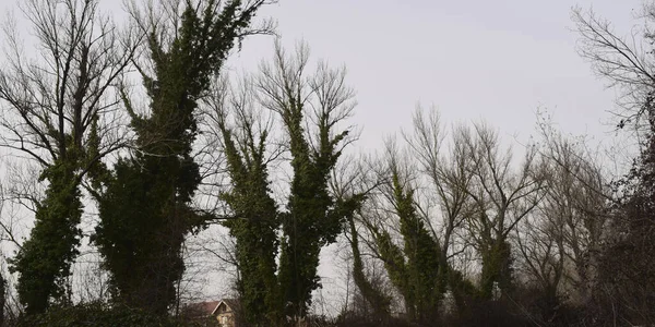 Background Branches Trunks Sky — Fotografia de Stock
