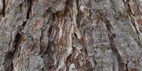 Corteza Árbol Fondo Con Musgo — Foto de Stock