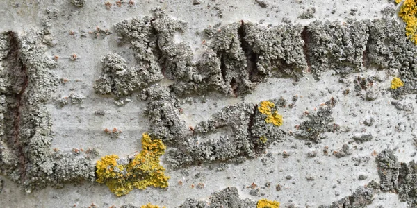 树皮背生苔藓 — 图库照片
