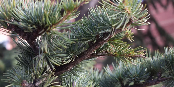 Background Green Pine Fir Branches — стоковое фото