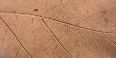 Autumn brown dry leaves background.