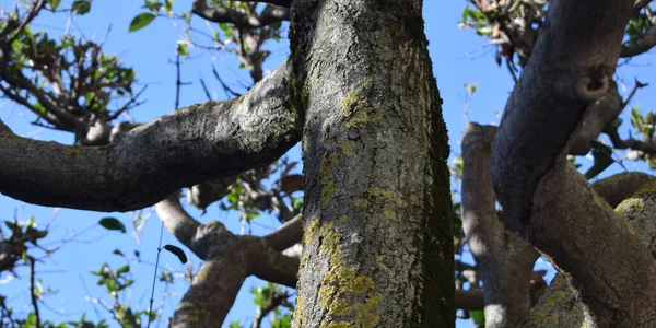 Background Tree Trunks Branches Spring — стоковое фото