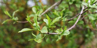 Yeşil yapraklı dalların arkaplanı.