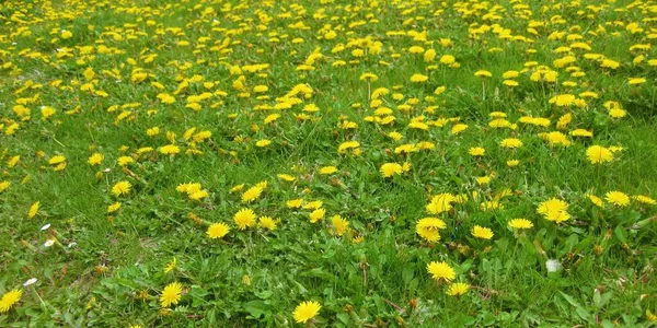 Gras Hintergrund Mit Gelben Blumen — Stockfoto
