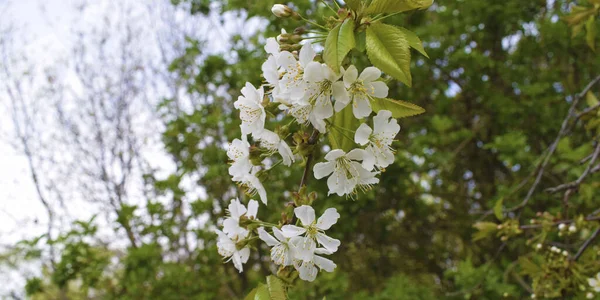 Fondo Con Flores Blancas Primavera —  Fotos de Stock