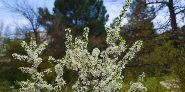 Hintergrund Mit Weißen Blüten Frühling — Stockfoto