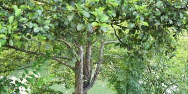 Arkaplan yaprakları ve ağaç dalları.