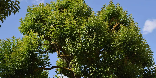 Árbol Verde Ramas Hojas Fondo — Foto de Stock