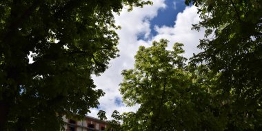 Baharda ağaç yaprağı arkaplanı.