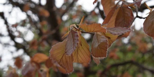 Δέντρο Φθινόπωρο Ξηρά Φύλλα Φόντο — Φωτογραφία Αρχείου