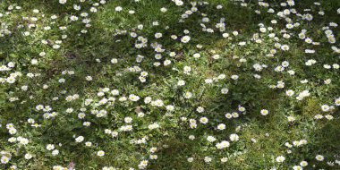 Bahar çiçekleriyle otlak arkaplanı.