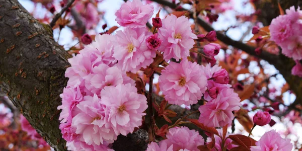 Achtergrond Van Roze Bloemen Het Voorjaar — Stockfoto