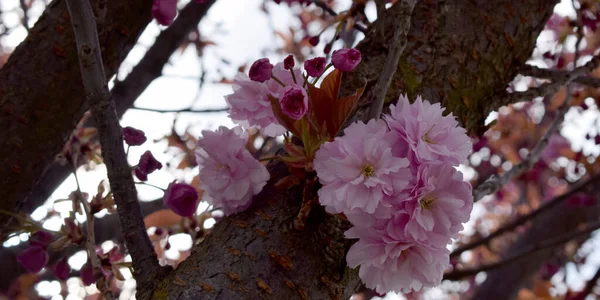 春のピンク色の花の背景 — ストック写真