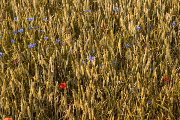 Посевные Поля Пшеницей Будут Собраны — стоковое фото