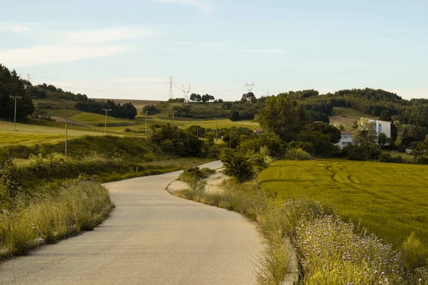 Paesaggi Campi Coltivati Grano Estate — Foto Stock