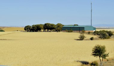 Buğday tarlalı sarı manzaralar.