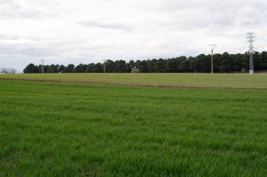 Baharda yeşil tarım arazilerinin manzarası.
