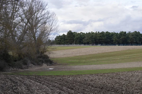 Paesaggio Campi Verdi Primavera — Foto Stock