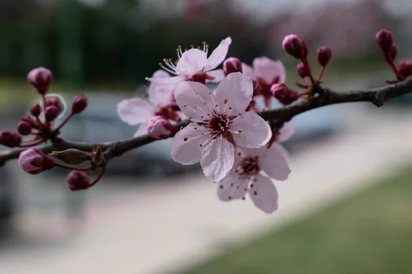 桜の木のピンクの開花枝 — ストック写真