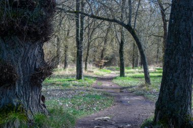 Sonbahar ormanları güneşli bir gün.