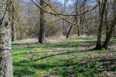 Sonbahar ormanları güneşli bir gün.