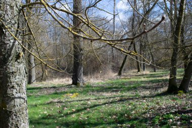 Sonbahar ormanları güneşli bir gün.