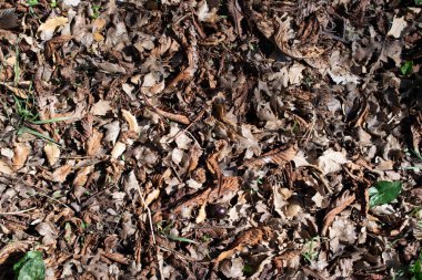 Yerdeki kuru yaprakların arka planı.